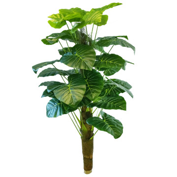 Mediterrán műnövény, könnyezőpálma - 115 cm